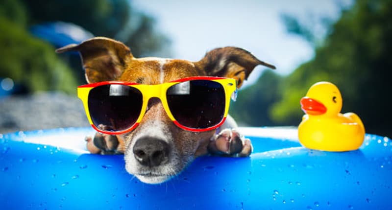 dog sunglasses adult pediatric eyecare local eye doctor near you